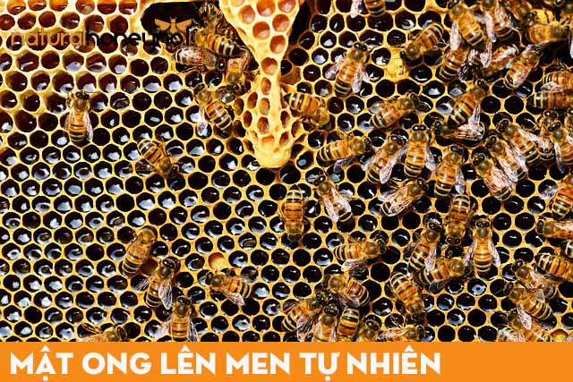 mật ong tự nhiên từ những chú ong chăm chỉ